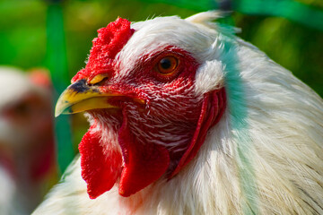 Portrait of a Brahma chicken, an American breed of chicken