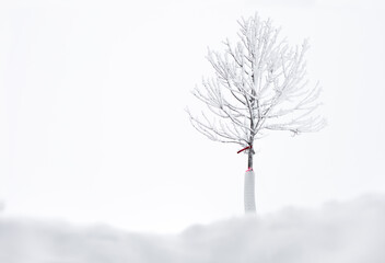 A beauty of natural tree with tree guard covered by frosty ice over dry branches stand alone in snow landscape in cold weather in winter Scenic of white environment, calm and solitude. Minimal concept