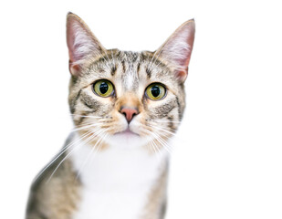 Obraz premium A tabby shorthair cat with a wide eyed expression and dilated pupils