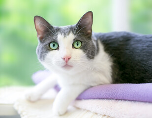 A gray and white shorthair cat with green eyes lying on a blanket and looking at the camera