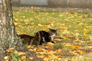 Two stray cats lie among the autumn foliage on the lawn near the city building. The head of one cat is turned towards the viewer. The look of the cat is alarmed and unfriendly
