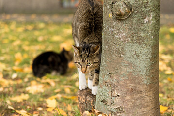 Stray cat stands on a stump near a tree trunk in the bright rays of the autumn sun. The cat is alarmed and looks at someone intensely