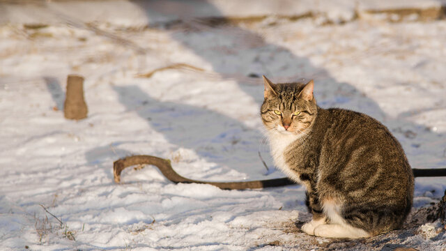 Sunlit tabby cat with yellow eyes sits in the snow. Bright winter day