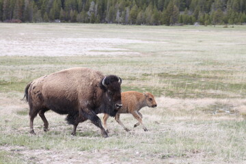 Bison Mom and Calf walking in prairie field