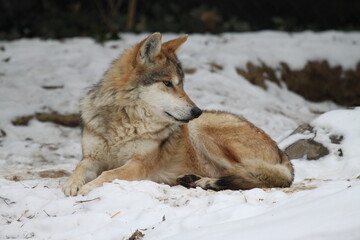 Full view of Mexican Wolf resting in snow