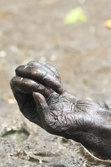 Close up of Bonobo Closed Hand