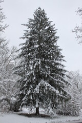Snow Covered Evergreen Tree in Forest