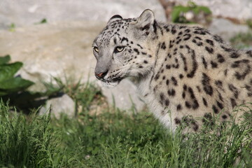Close view of a Snow Leopard