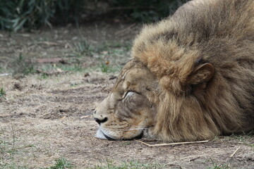 Close view of Male African Lion Sleeping