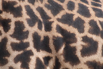 Close up of Giraffe Skin Pattern