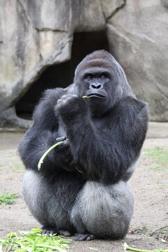 Close up of Western Lowland Gorilla Eating Celery - Image 3