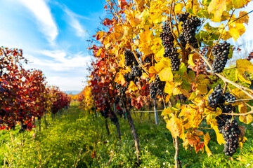 Autumn vineyards in Blatnice pod Svatym Antoninkem, Southern Moravia, Czech Republic