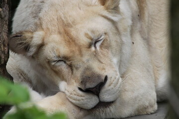 Close up of Sleeping White Lioness
