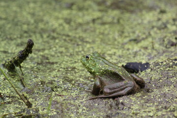 American Bull Frog on edge of mossy pond