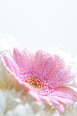 Fototapeta na wymiar Still life of flowers on white background