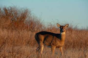 Whitetail Doe