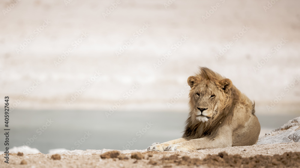 Poster Beautiful shot of a lion sitting on a windy field