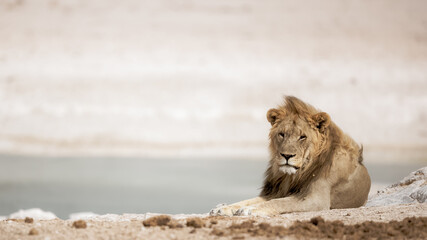 Beautiful shot of a lion sitting on a windy field