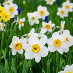 White and yellow daffodils in a park