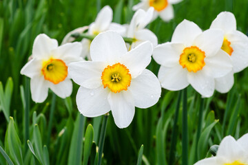 White and yellow daffodils in a park