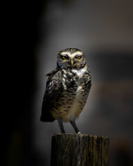Balneário Gaivota, Santa Catarina, Brazil, October 2020. Burrowing owl, Athene cunicularia, with yellow eyes on a puleiro with a dark background.