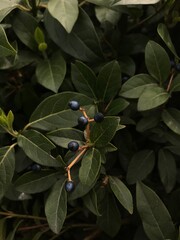 Southern dark green plant close up