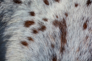 Horse fur texture background