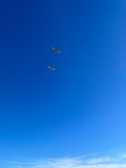 Obraz na płótnie Canvas pelicans flying with deep blue background 