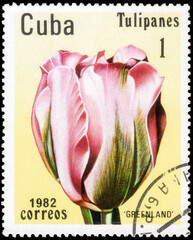 Postage stamp issued in the Cuba the image of the Tulip Greenland. From the series on Tulips, circa 1982