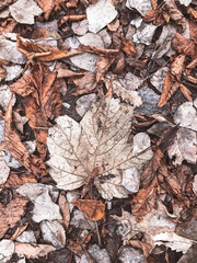 Fallen rough deep autumn leaves