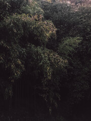Dark willow osier thicket with silver leaves