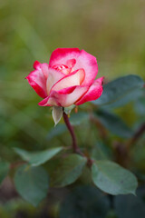 Fototapeta premium una rosa de mi jardin