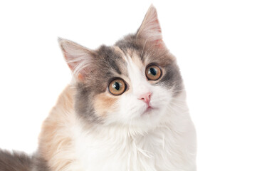 Cute fluffy kitten cat portrait isolated on the white