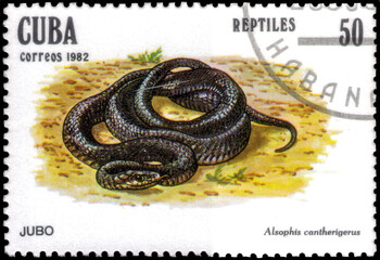 Postage stamp issued in the Cuba the image of the Cuban Racer, Alsophis cantherigerus. From the...