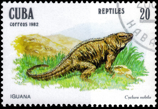 Postage stamp issued in the Cuba the image of the Cuban Rock Iguana, Cyclura nubila. From the series on Reptiles, circa 1982