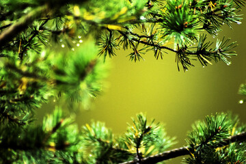 Pine branches in the forest