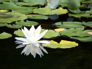 Weiße Seerose mit Spiegelung im Teich