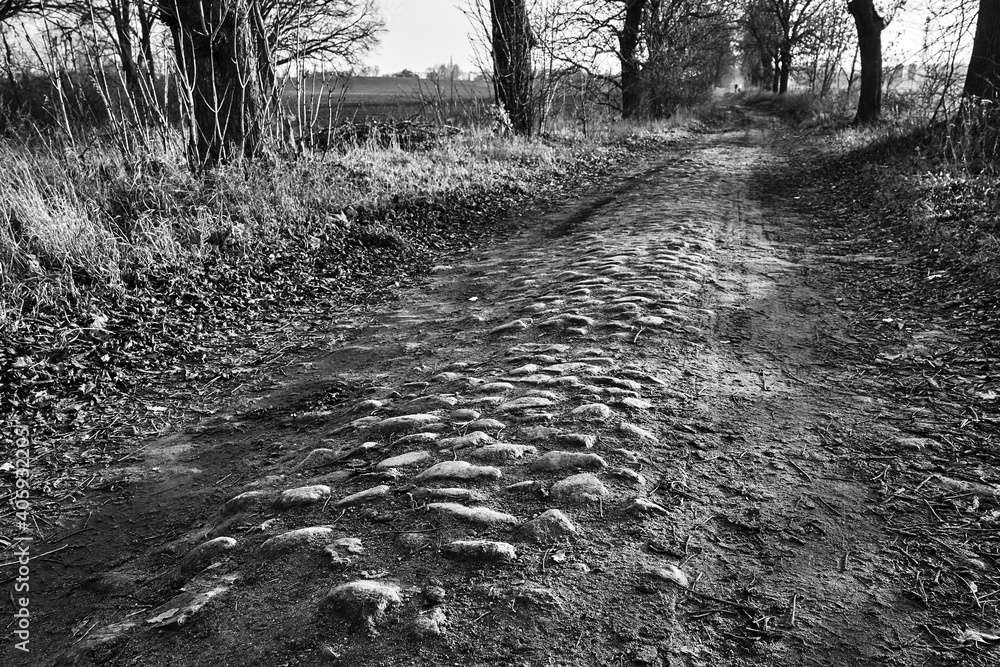 Wall mural A dirt road paved with stones and deciduous trees during autumn