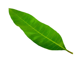 Obraz premium Mango leaf isolated on white background.