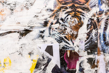 Circus poster with tiger. Old grunge ripped torn vintage collage colorful. Street posters creased crumpled paper surface placard texture background backdrop