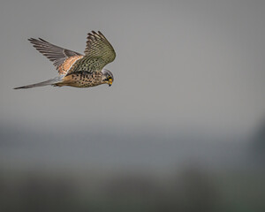 Ein Turmfalke auf der suche nach Beute.