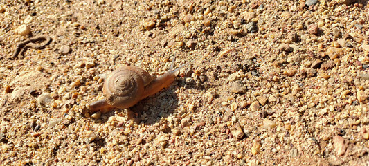 shell on the sand snail on the sand snail on the ground