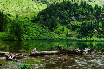 Fototapeta na wymiar gnarled tree trunk in a mountain lake with green reflection