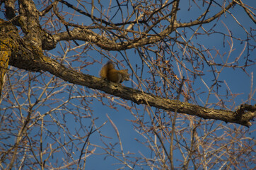 A Large Tree with a Squirrel on one of the Branches