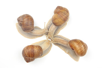 grape snail on a white background. mollusc and invertebrate. communication of the individual in society