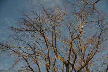Fototapeta na wymiar Large Trees against the Blue Sky