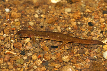 The Columbia torrent salamander,`walking in a seepage.