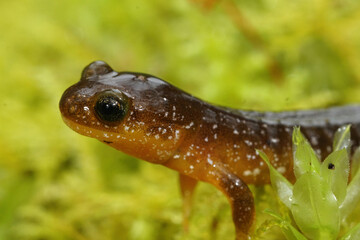Close up of a Columbia torrent salamander, Rhyacotriton kezeri on green moss