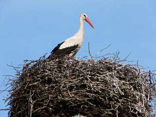 Stork