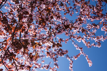 Branches of a tree covered in pink flowers on a completely spring day